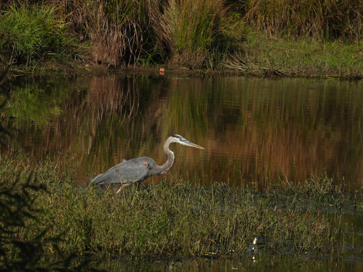 Great Blue Heron - ML642987091