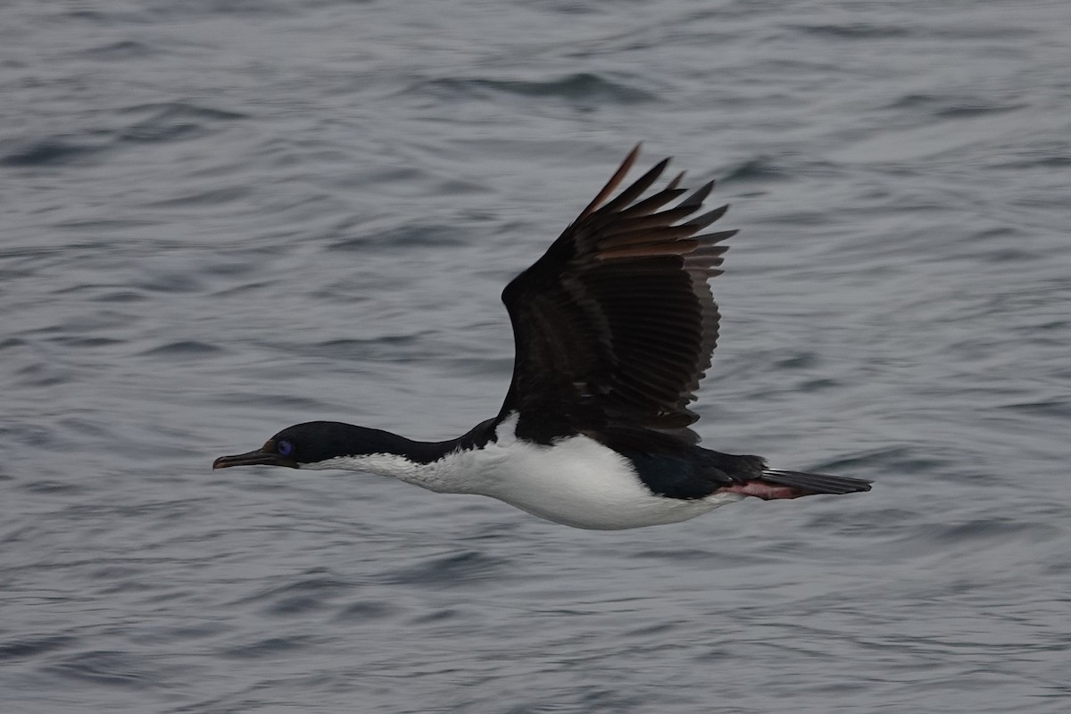 Imperial Cormorant - ML642987098