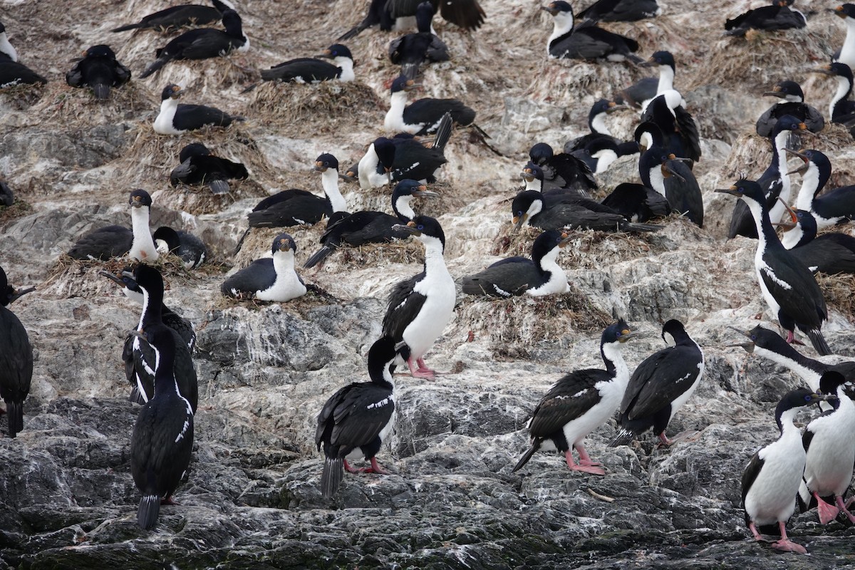 Imperial Cormorant - ML642987102