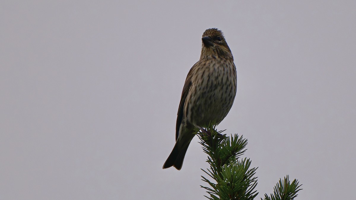 Cassin's Finch - ML642987103
