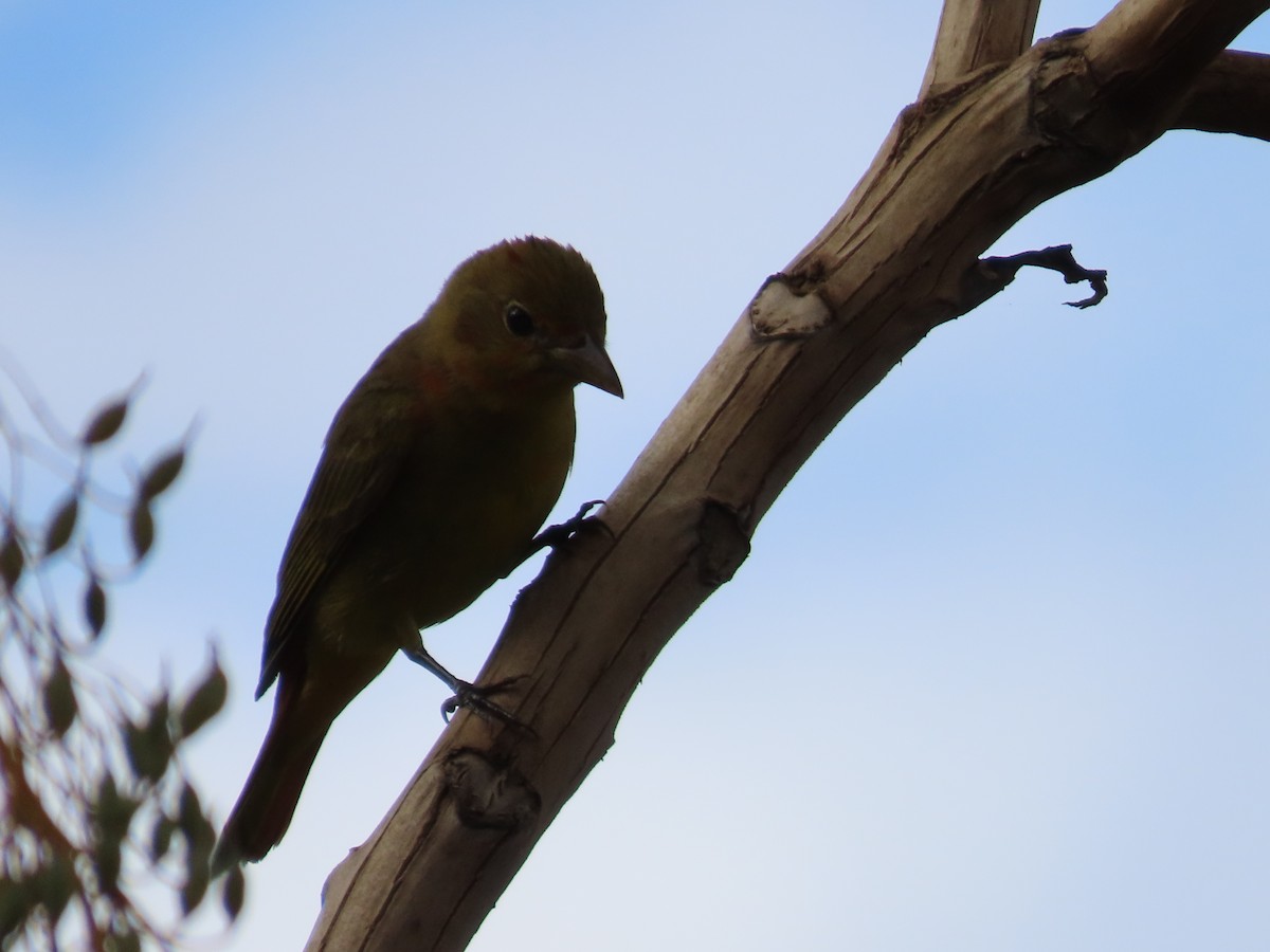 Summer Tanager - ML642987106