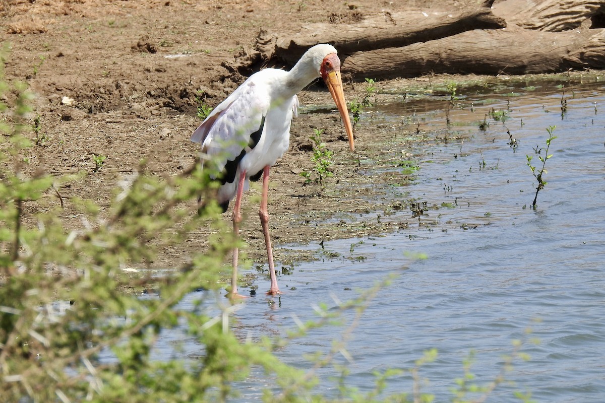 Yellow-billed Stork - ML642987122