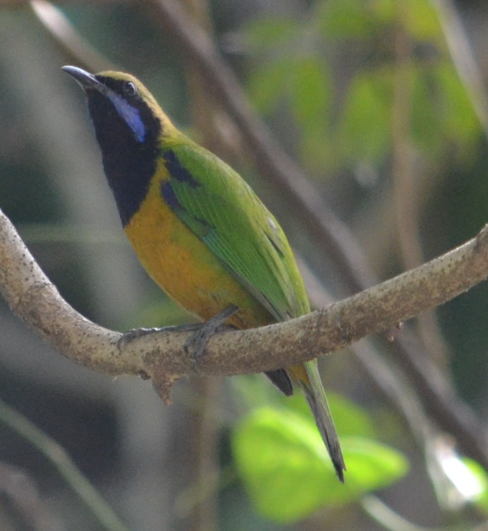 Orangebauch-Blattvogel - ML642987125