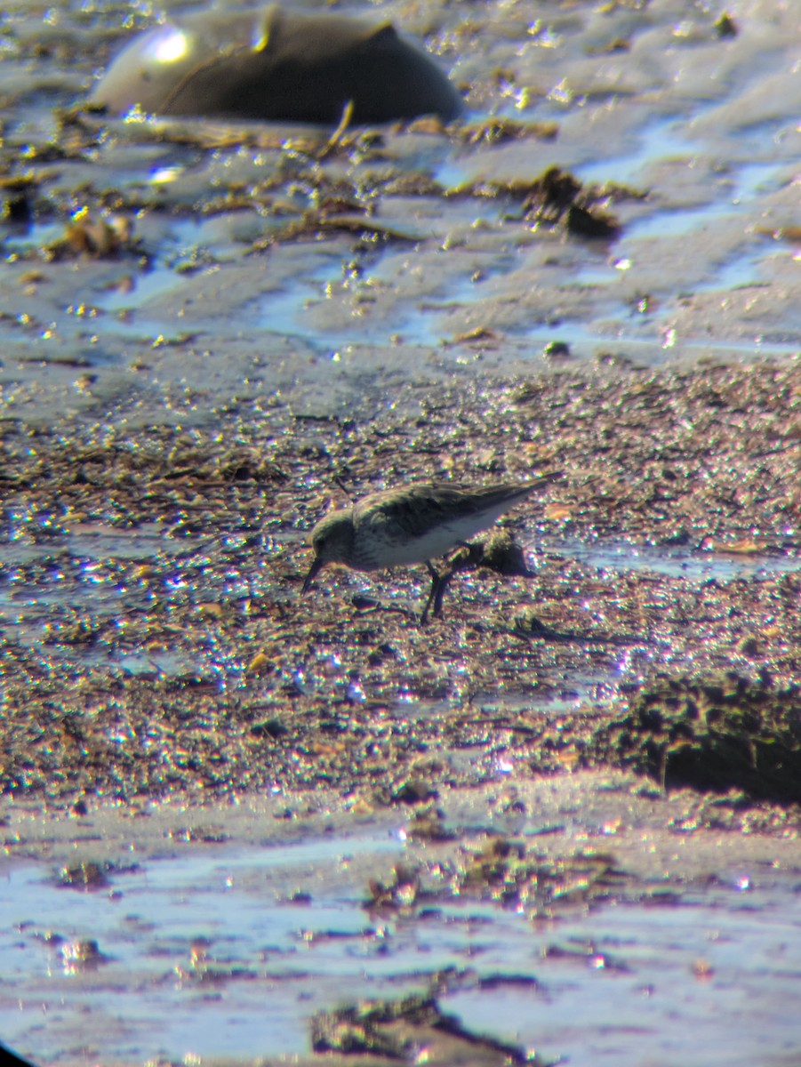White-rumped Sandpiper - ML642987131