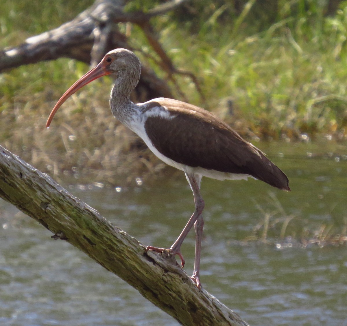 White Ibis - ML642987133