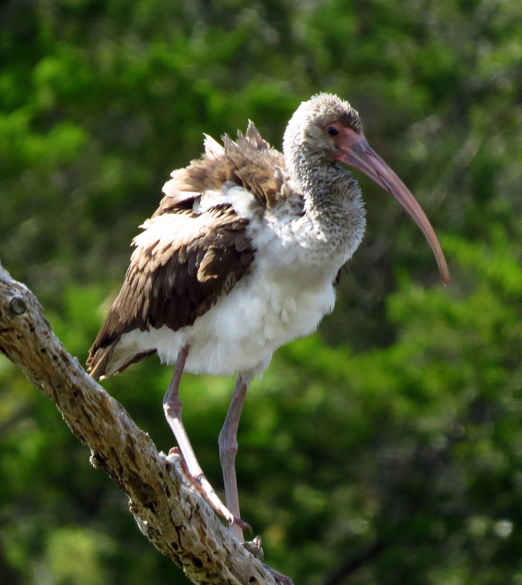 White Ibis - ML642987134