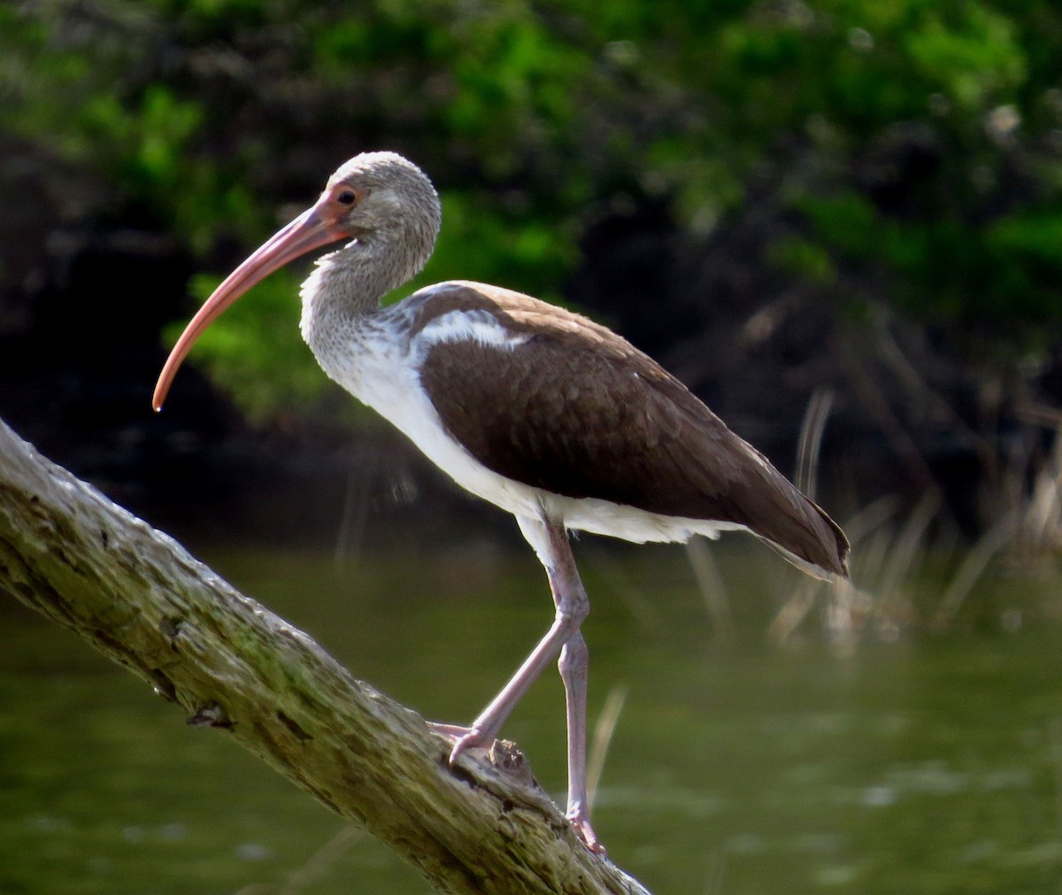 White Ibis - ML642987135