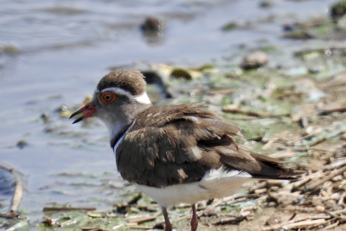 Three-banded Plover - ML642987140