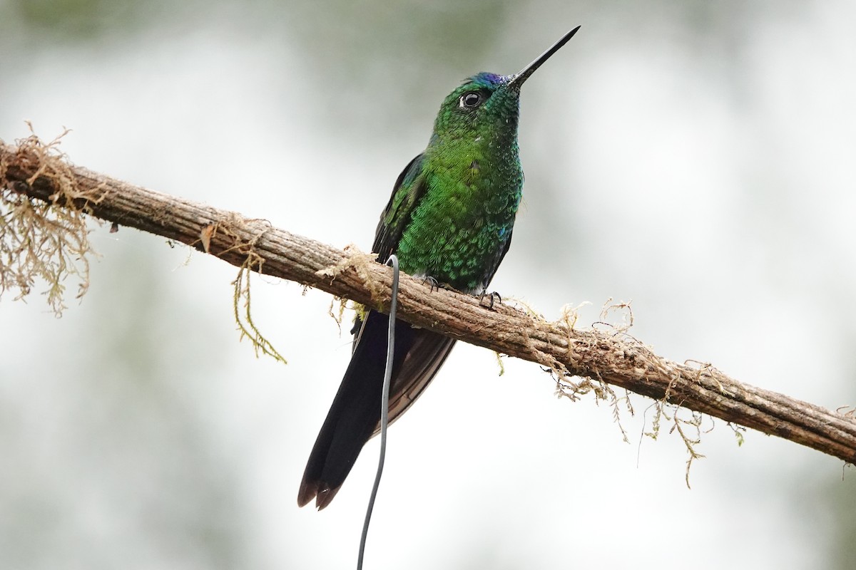 Sapphire-vented Puffleg - ML642987142