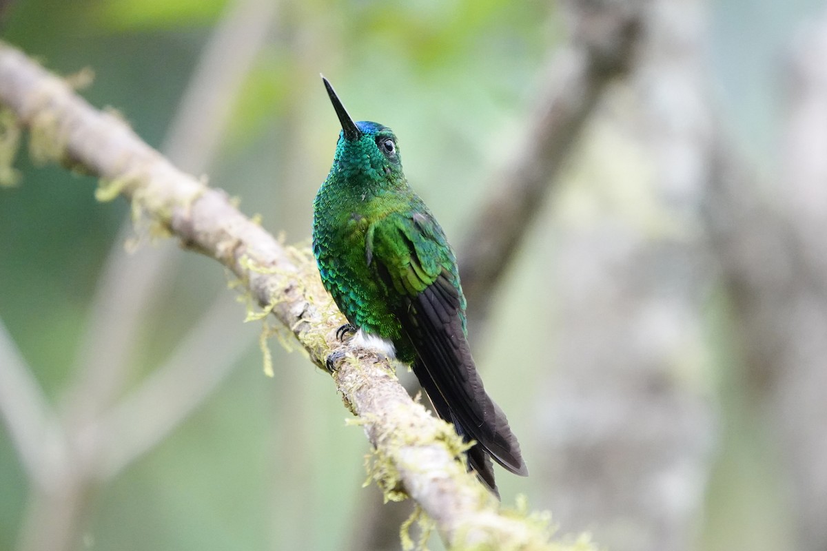 Sapphire-vented Puffleg - ML642987143