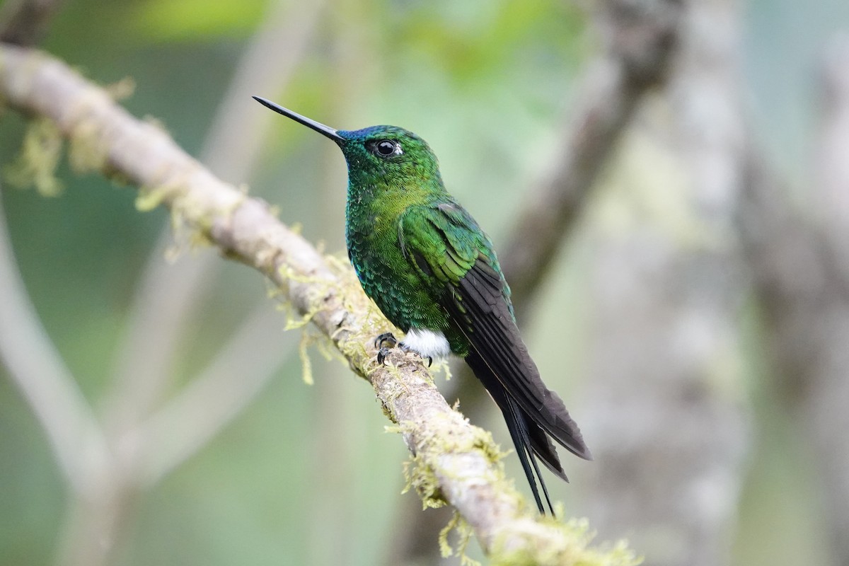 Sapphire-vented Puffleg - ML642987144