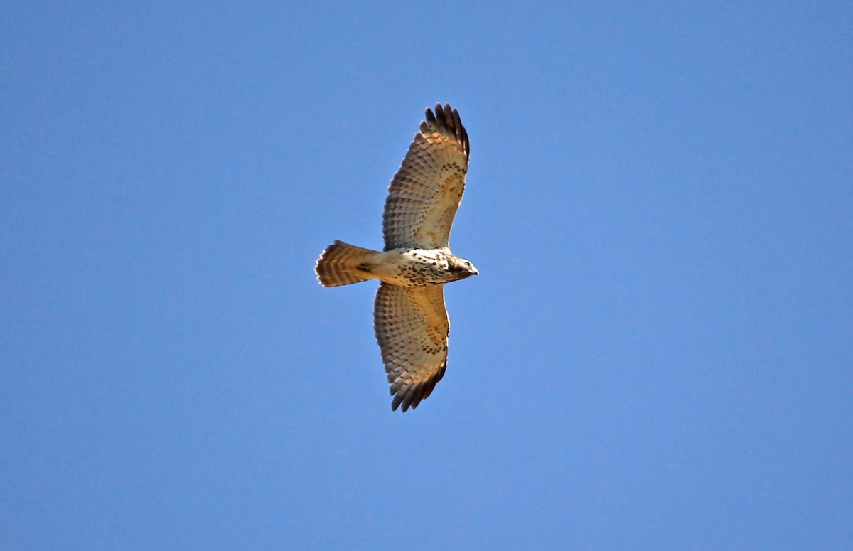 Red-shouldered Hawk - ML642987147