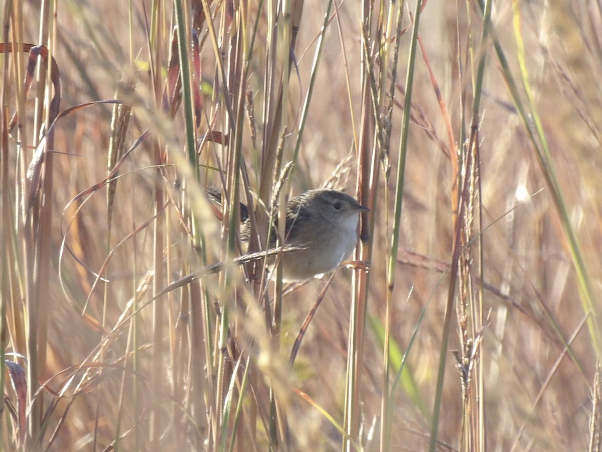 Sedge Wren - ML642987150