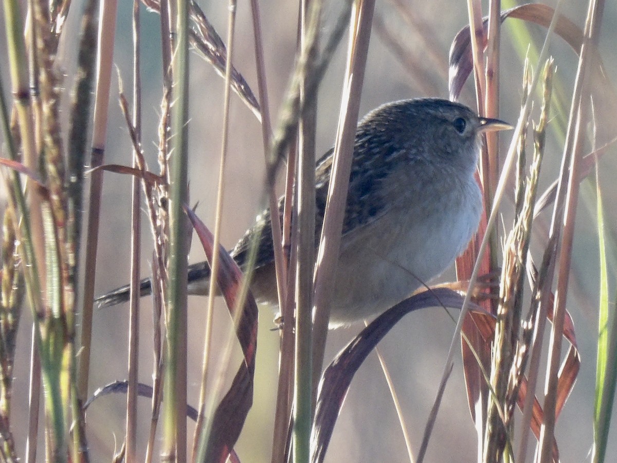 Sedge Wren - ML642987151