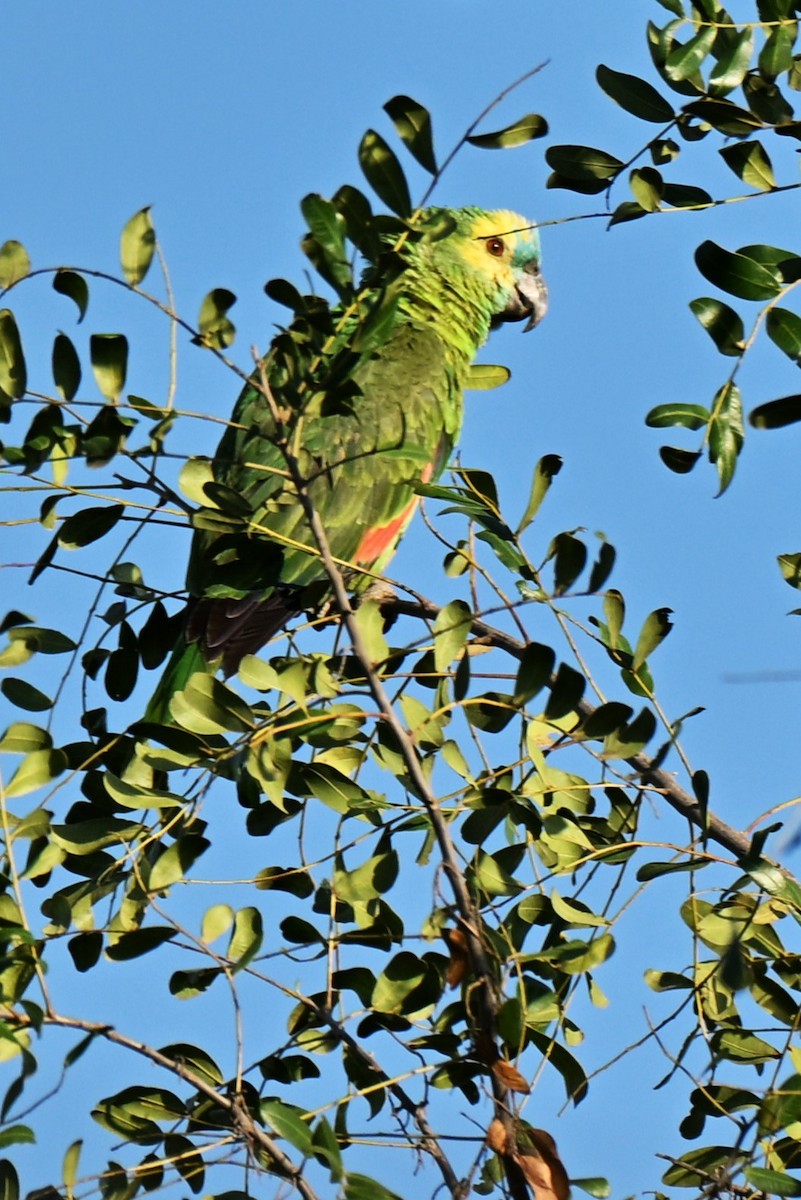 Turquoise-fronted Amazon - ML642987153