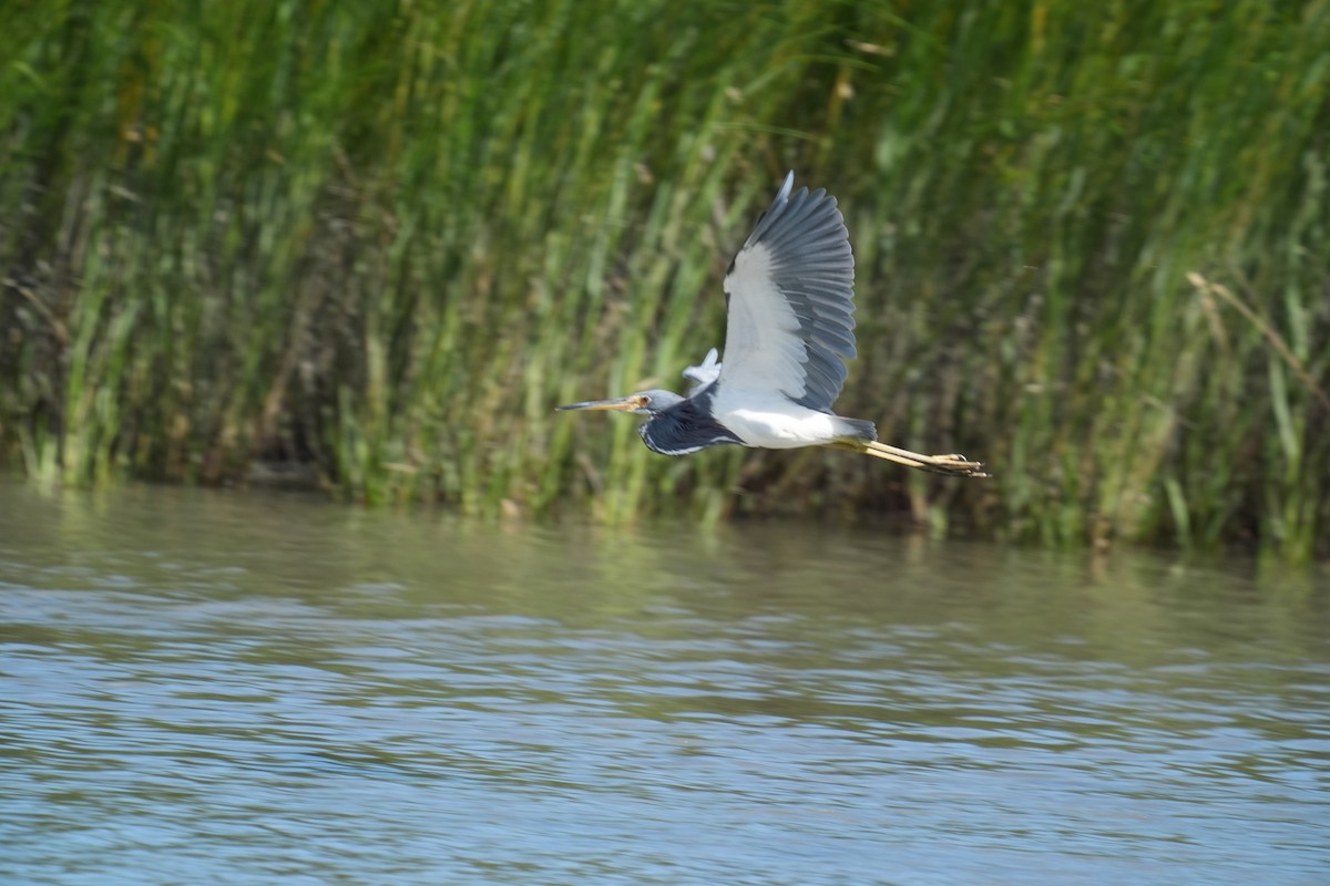 Tricolored Heron - ML642987154