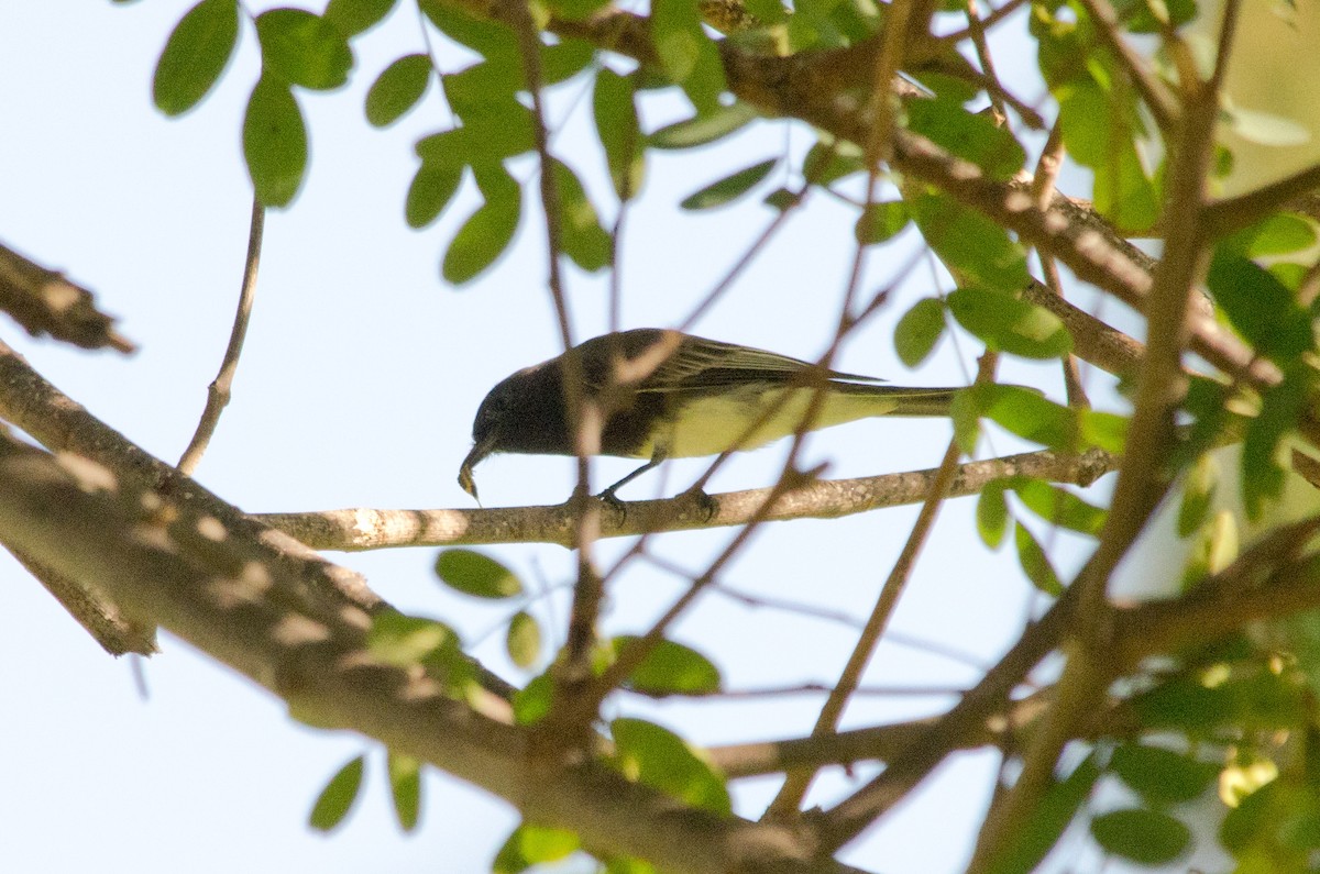 Black Phoebe - ML642987155
