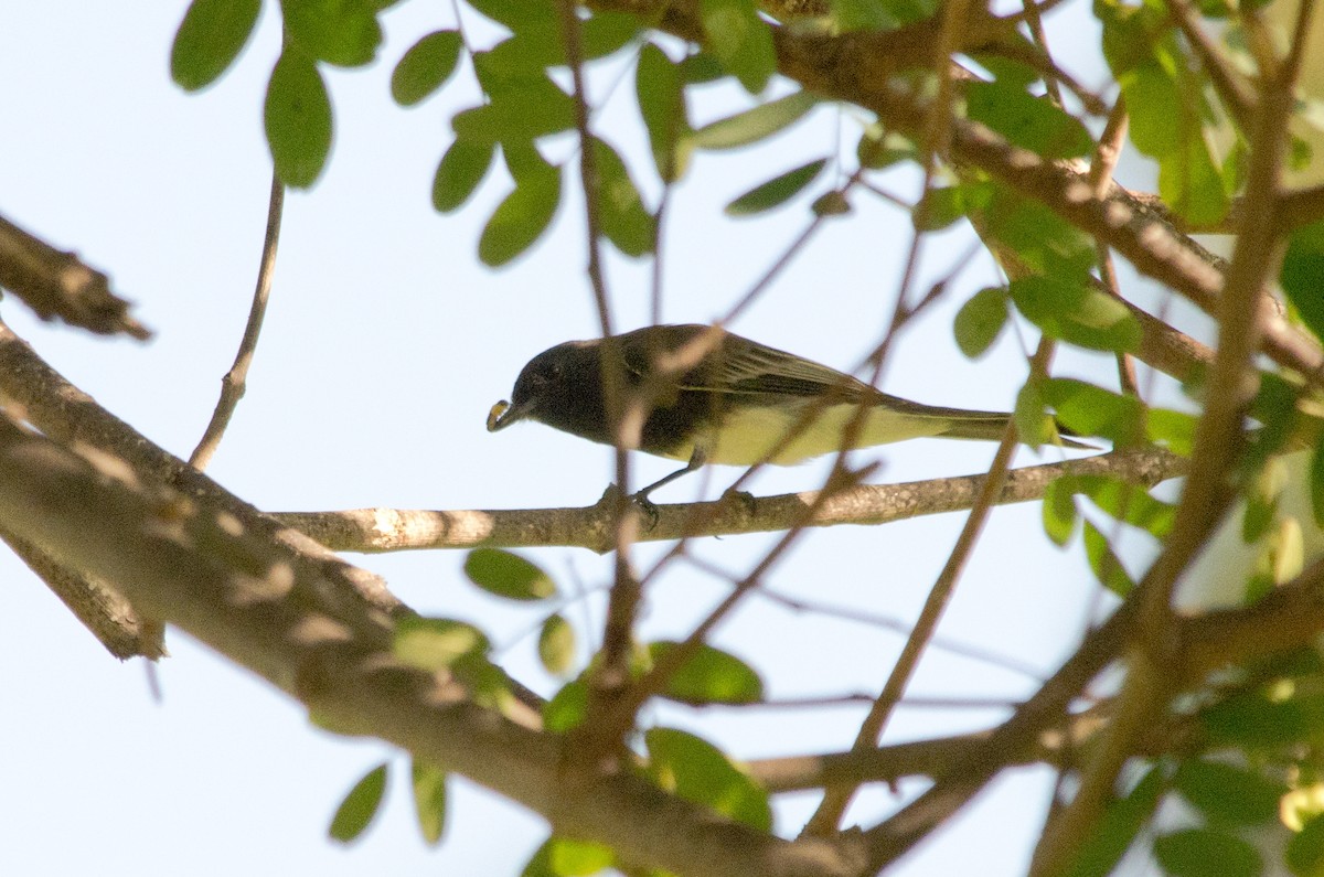 Black Phoebe - ML642987156
