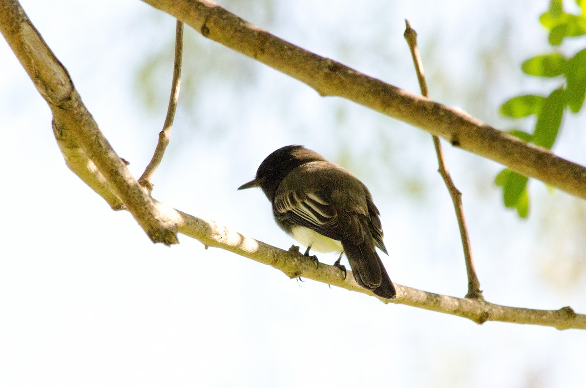 Black Phoebe - ML642987157