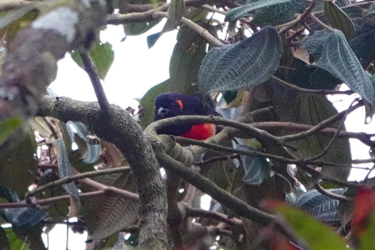 Scarlet-bellied Mountain Tanager - ML642987158