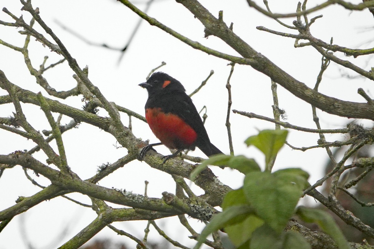 Scarlet-bellied Mountain Tanager - ML642987159