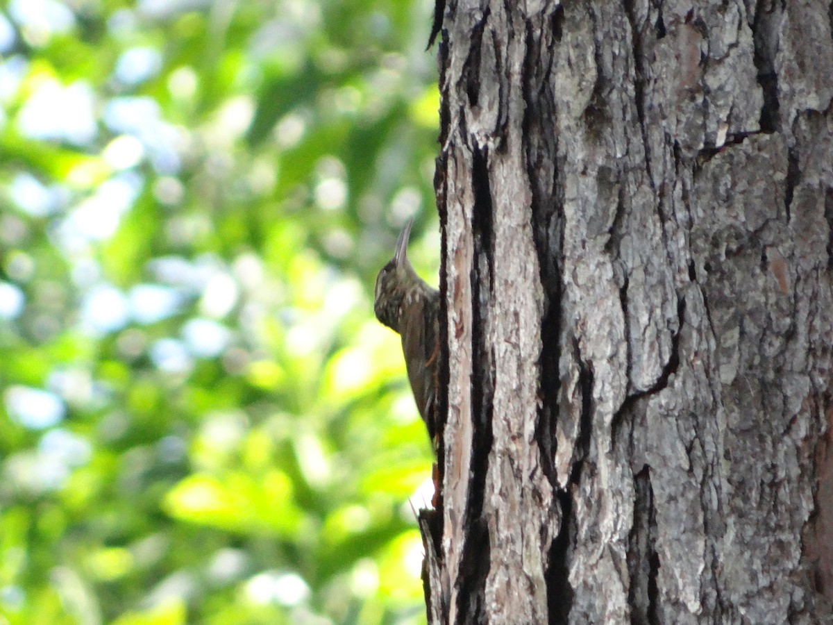 Scaled Woodcreeper (Scaled) - ML642987160