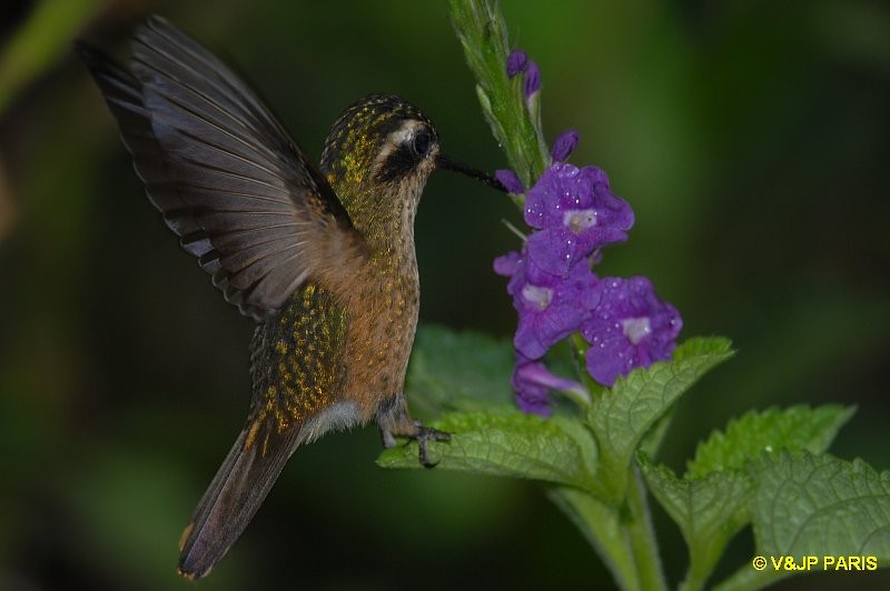 Speckled Hummingbird - ML642987161