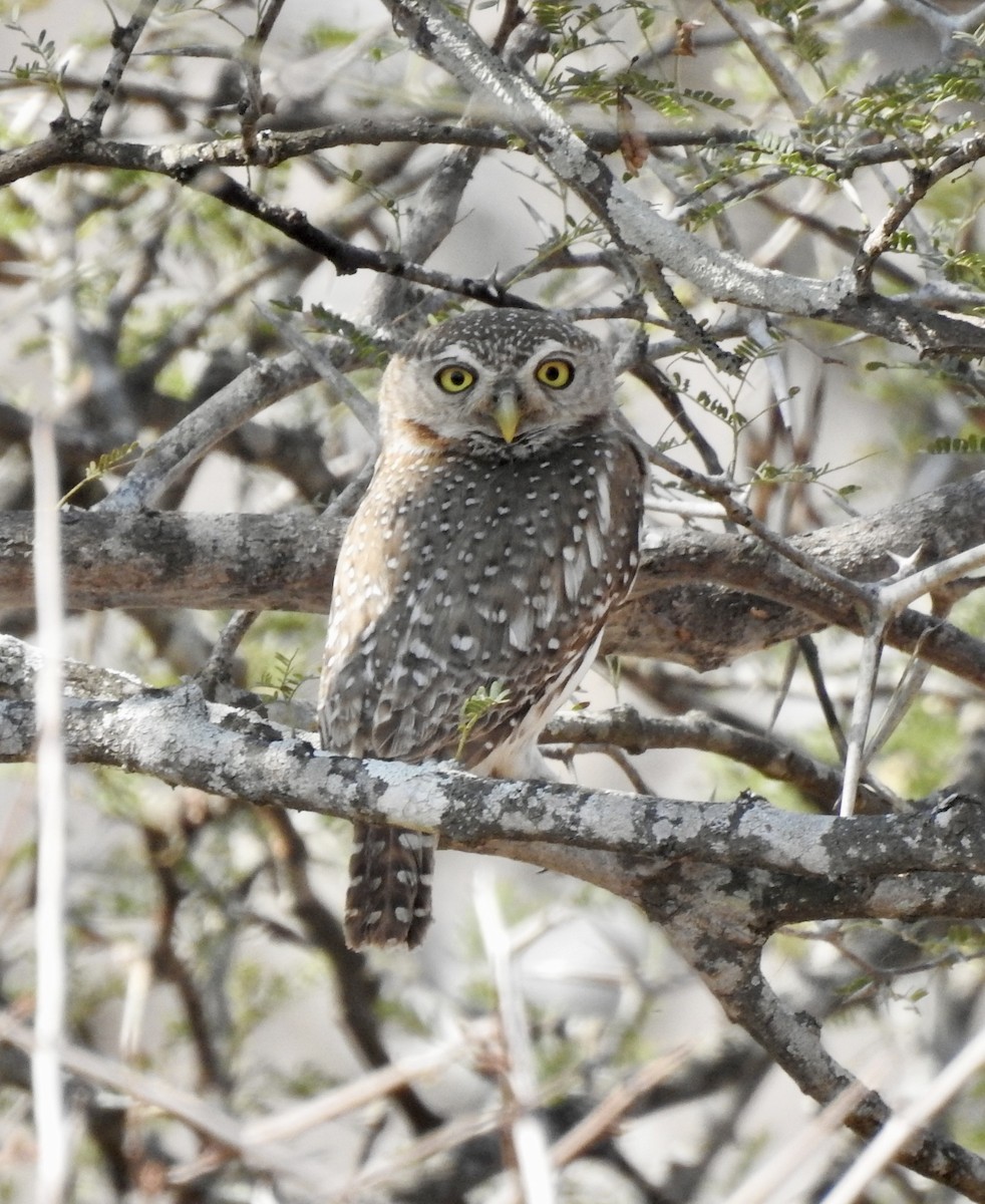 Pearl-spotted Owlet - ML642987168