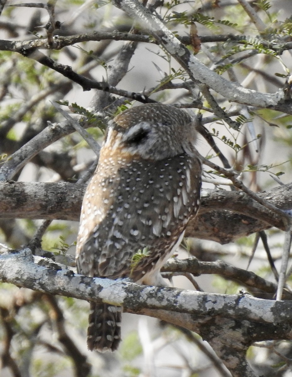 Pearl-spotted Owlet - ML642987169