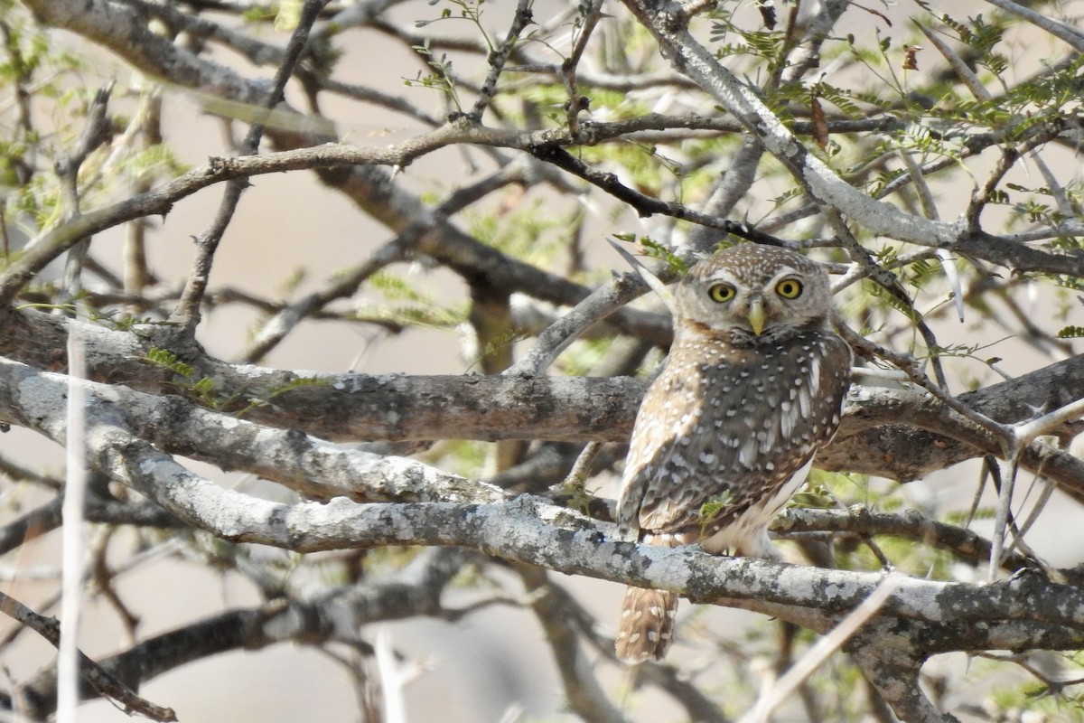 Pearl-spotted Owlet - ML642987170