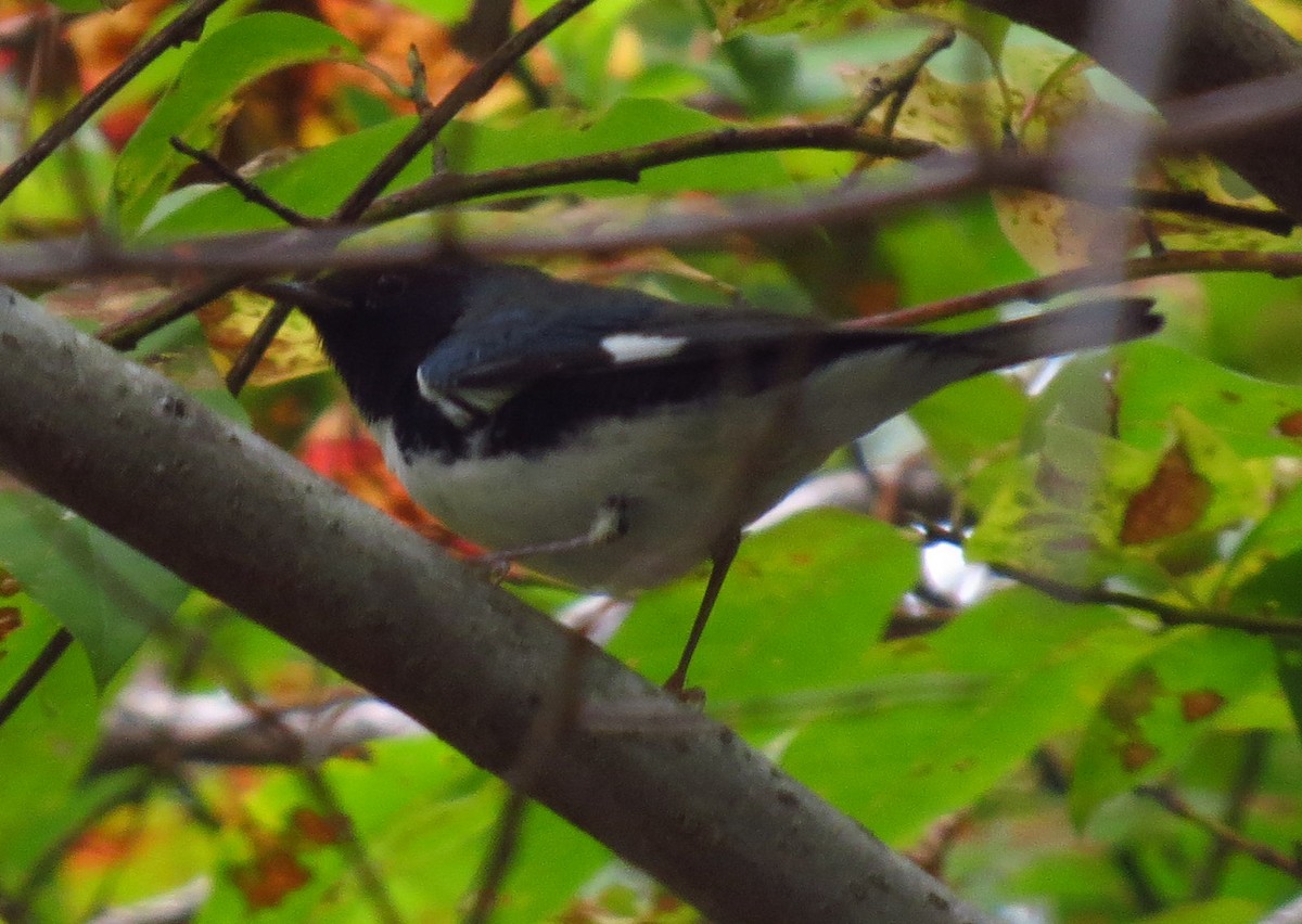 Black-throated Blue Warbler - ML642987179