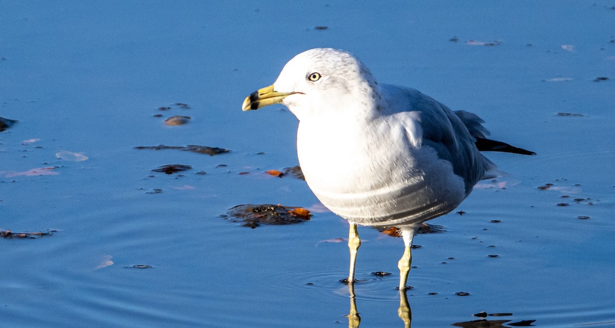 Gaviota de Delaware - ML642987192