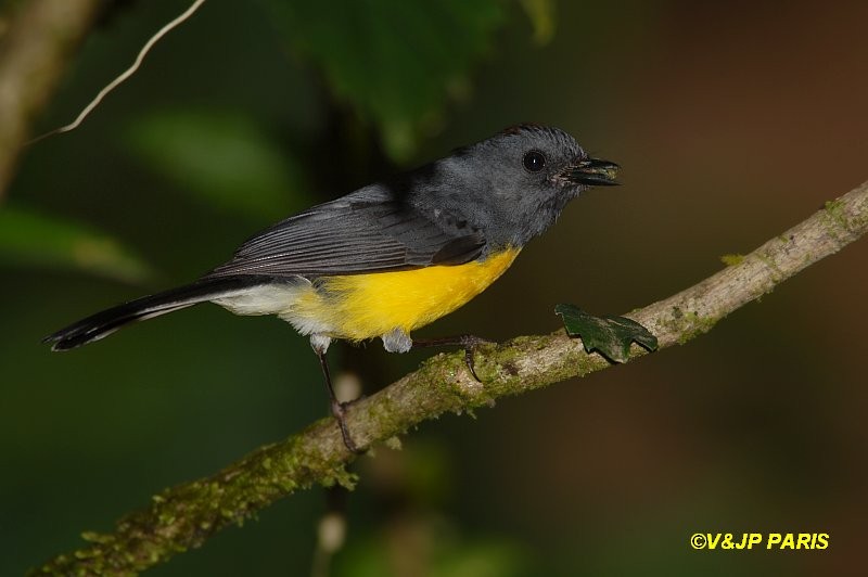 Slate-throated Redstart - ML642987194