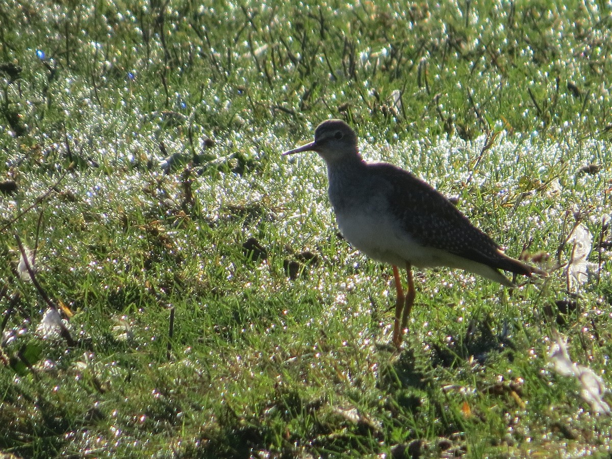 Lesser Yellowlegs - ML642987210