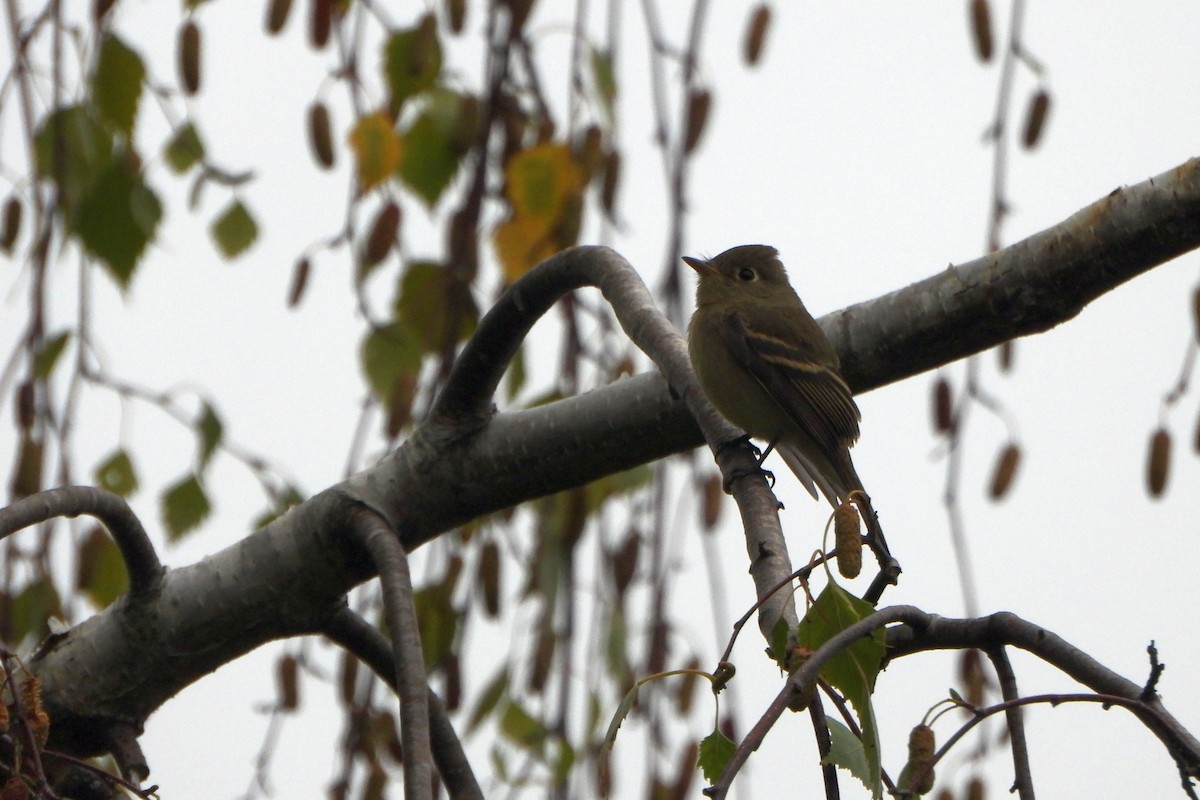 Western Flycatcher - ML642987214