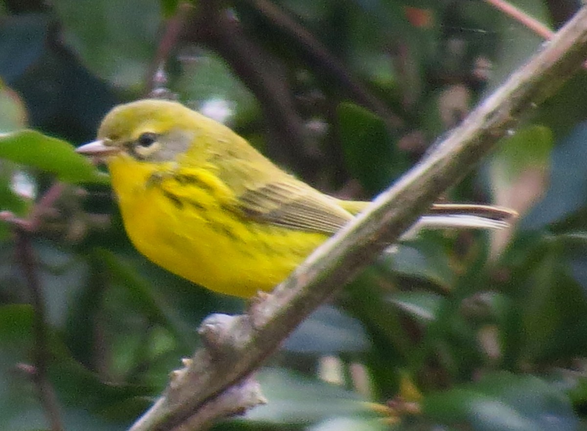 Prairie Warbler - ML642987234