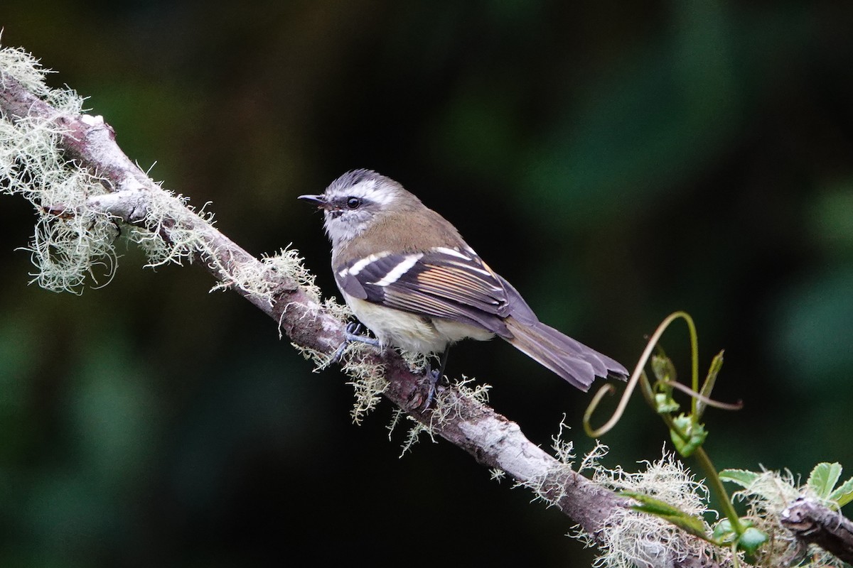 White-banded Tyrannulet - ML642987239