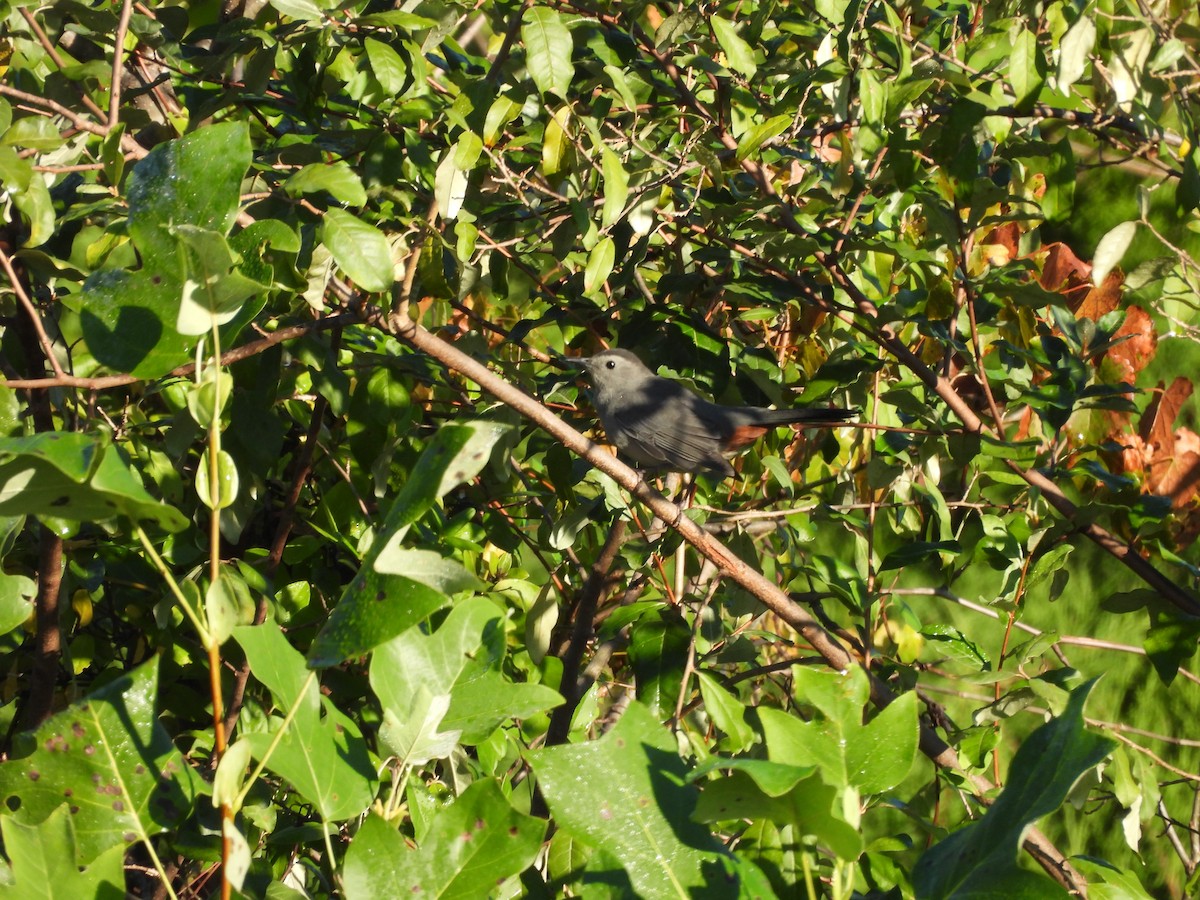 Gray Catbird - ML642987243