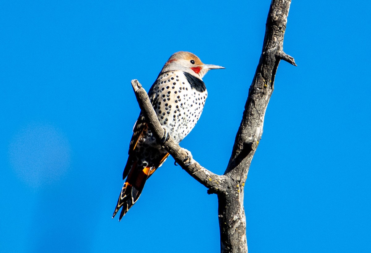 Carpintero Escapulario - ML642987261