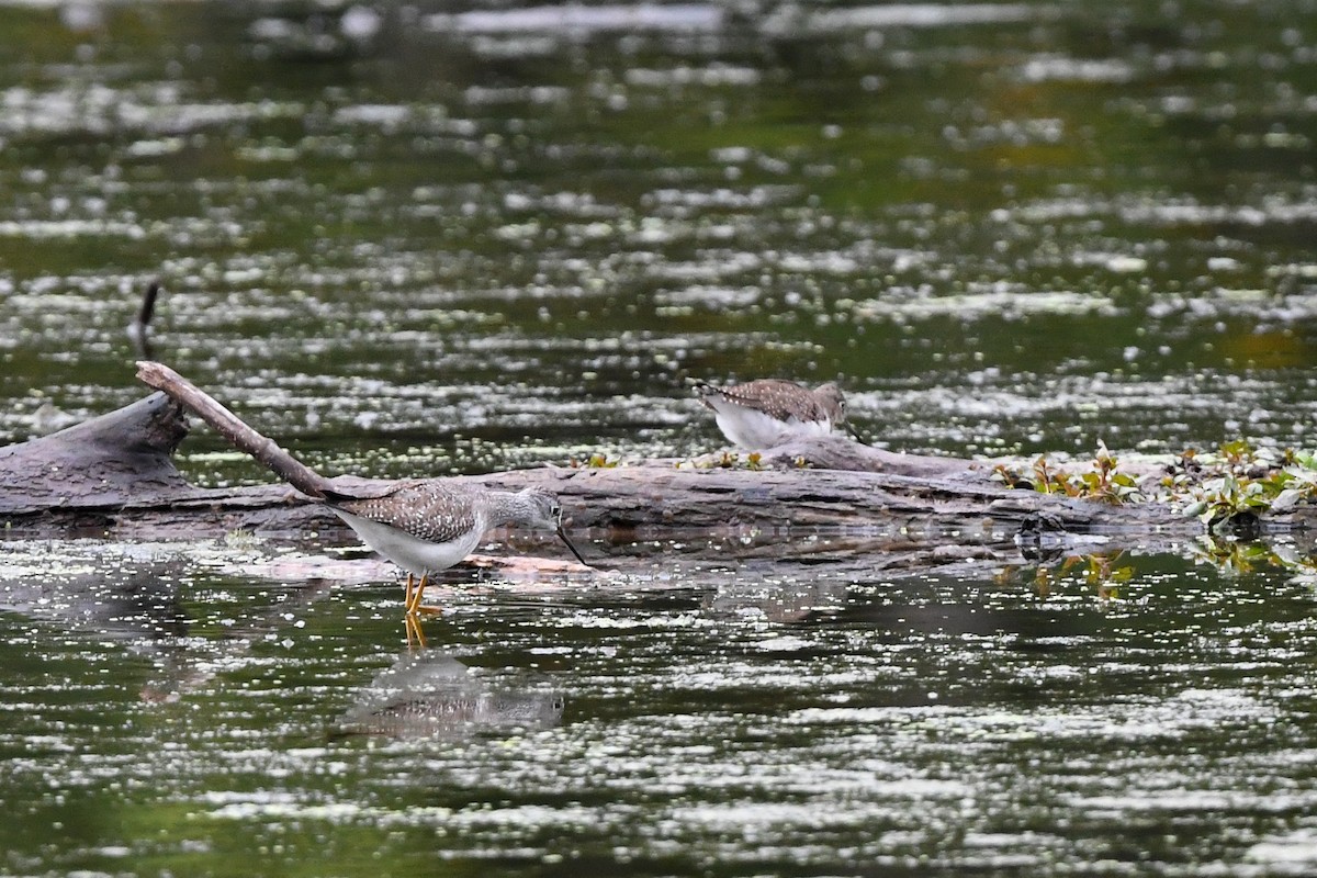 Lesser Yellowlegs - ML642987270