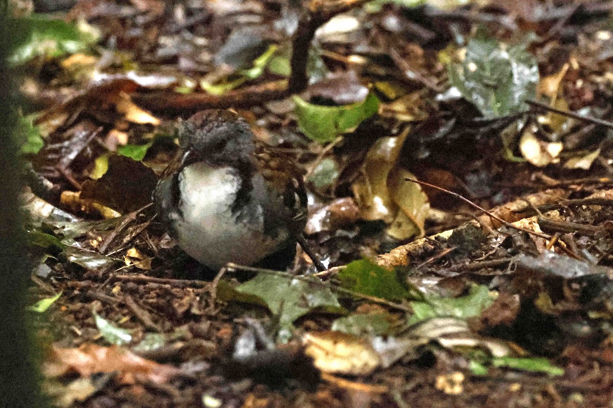Australian Logrunner - ML642987271