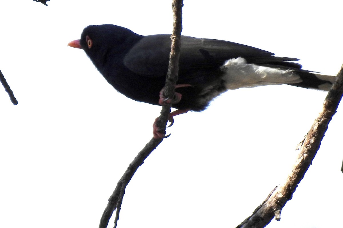 Retz's Helmetshrike - ML642987272