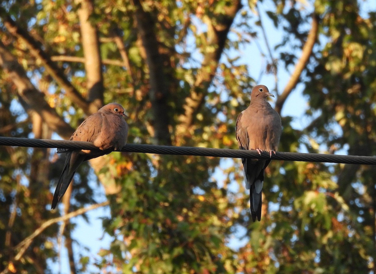 Mourning Dove - ML642987273