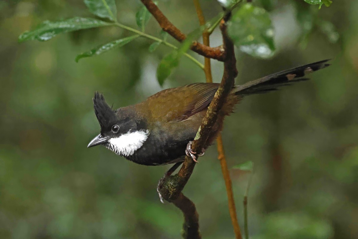 Eastern Whipbird - ML642987291