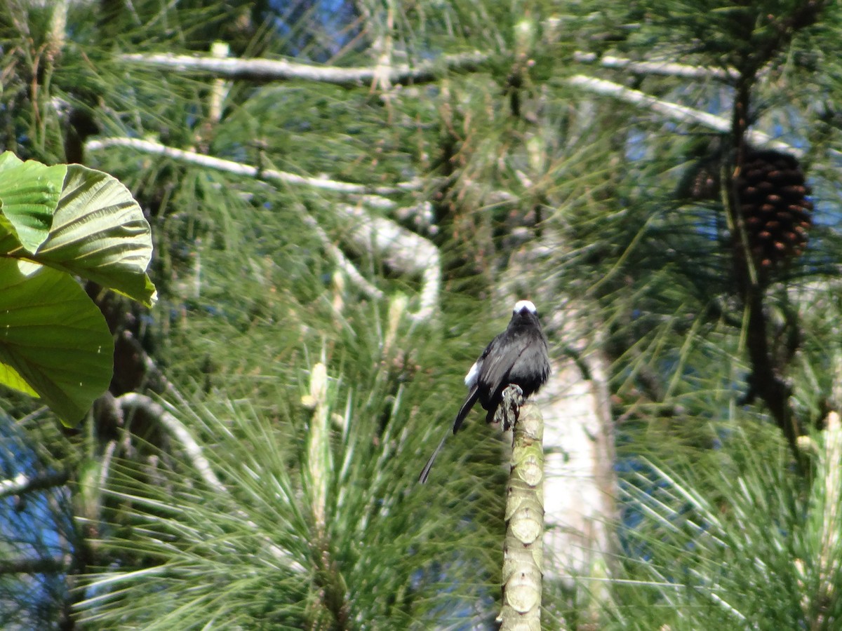 Long-tailed Tyrant - ML642987293