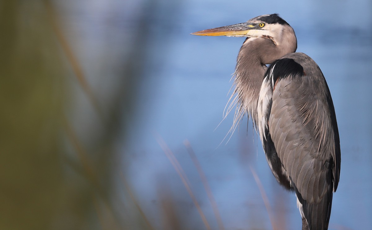 Great Blue Heron (Great Blue) - ML642987296