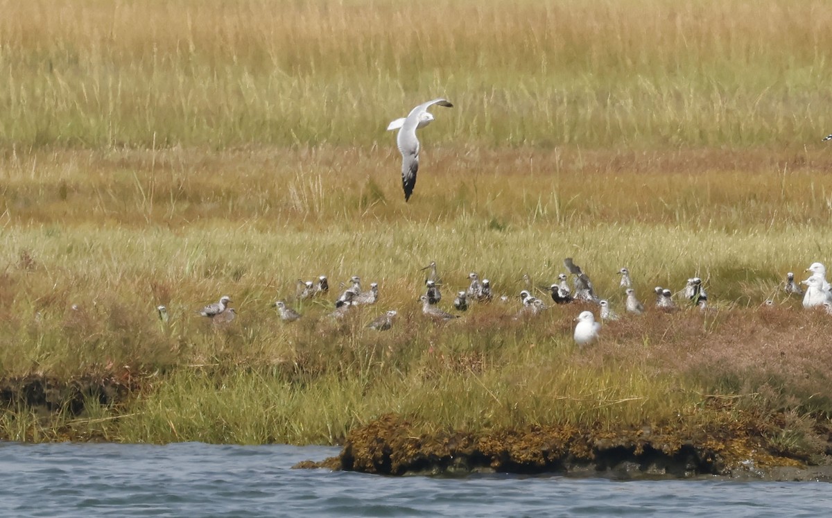 Hudsonian Godwit - ML642987301