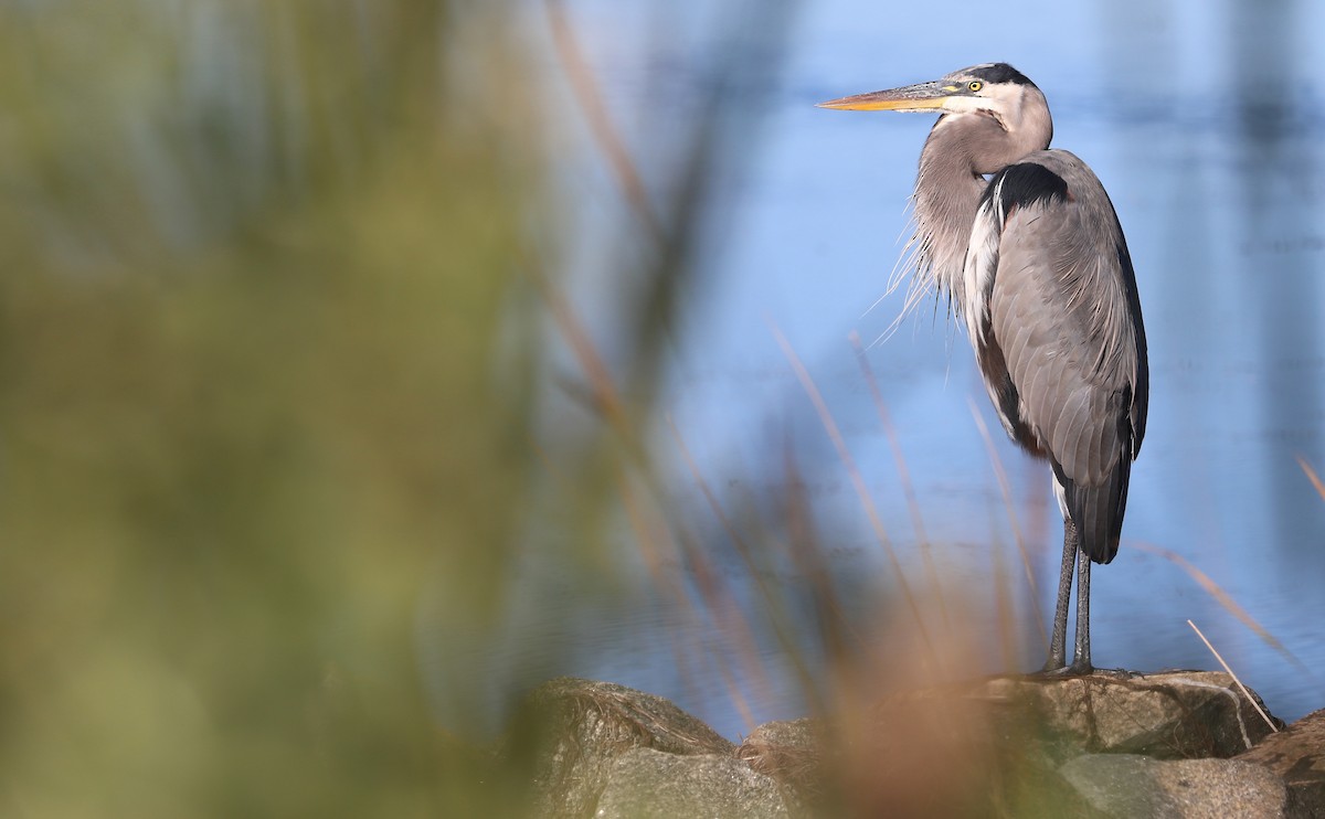 Great Blue Heron (Great Blue) - ML642987302