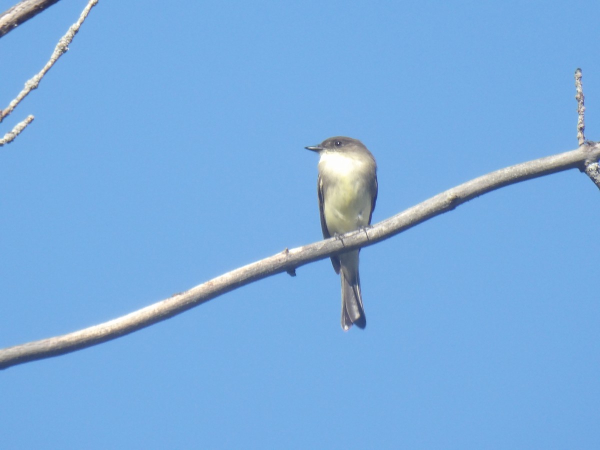 Eastern Phoebe - ML642987304