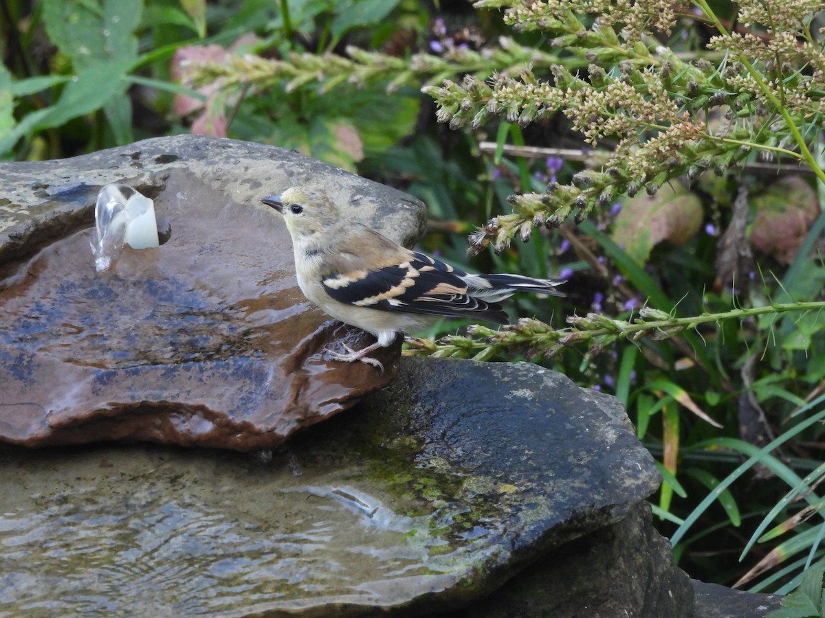 American Goldfinch - ML642987306
